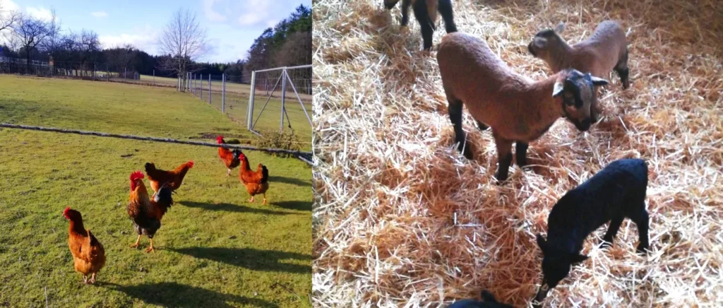 Tiere der Ferienwohnung Weber in Höhhof bei Traitsching