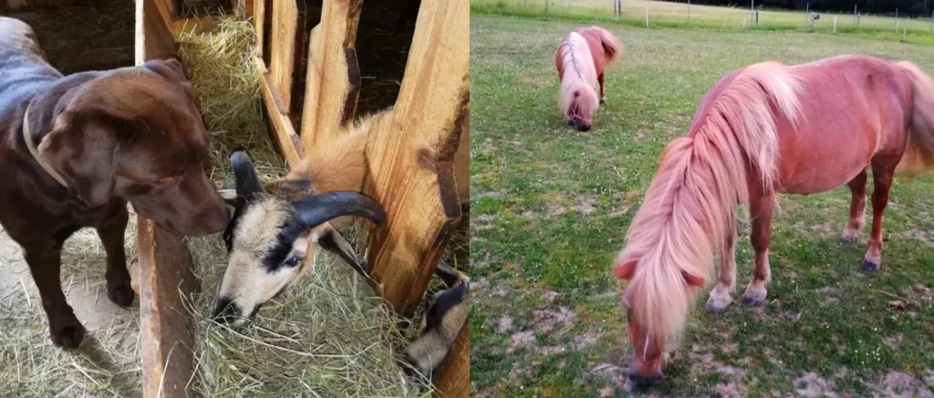 Ferienwohnung mit Streichelzoo und Ponyreiten i.d. Oberpfalz